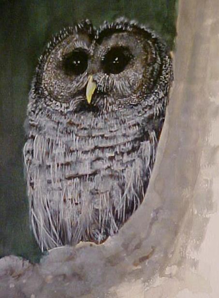 Dark Owl - Bernie Elliott