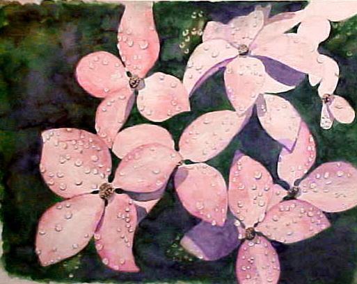 Osta's Dogwood - Bernie Elliott