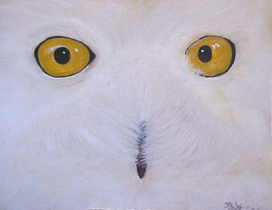 Owl Eyes - Bernie Elliott