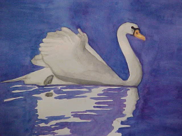 Mute Swan - Bernie Elliott - Cliquer pour afficher en grand