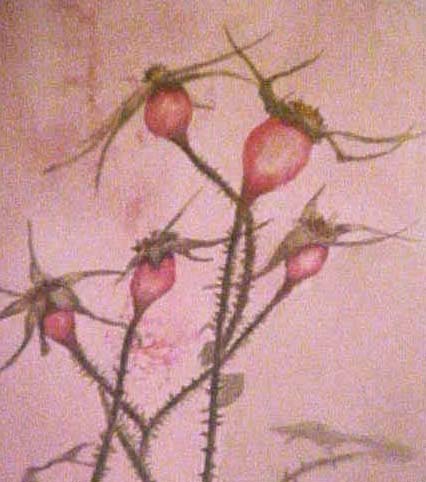 Rosehips - Bernie Elliott