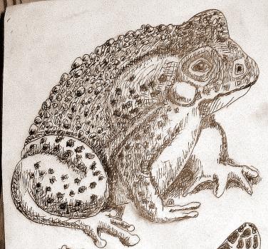 Mr. Toad - Bernie Elliott