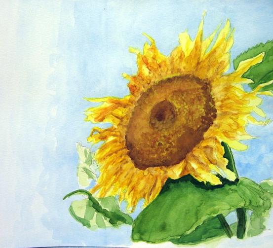 Sunflower - Bernie Elliott