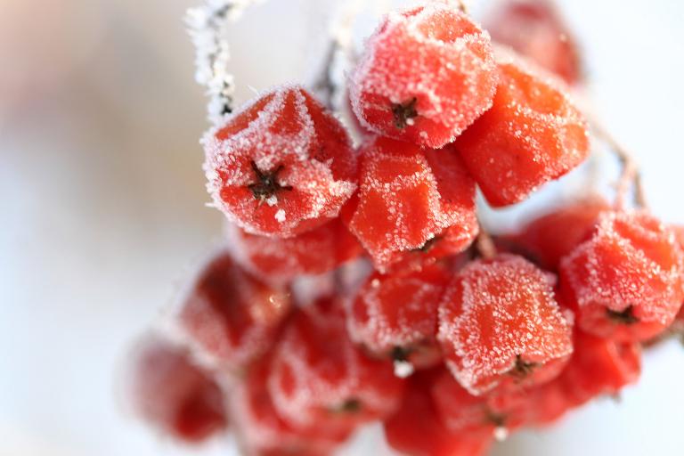 givre - Paule Coutu - Cliquer pour afficher en grand