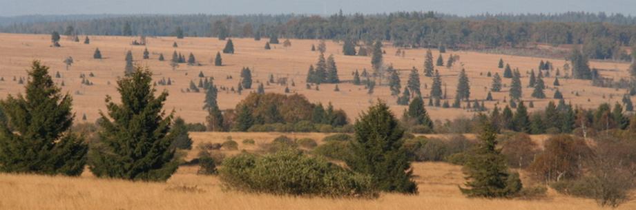 Hautes Fagnes - Dominic Jacob - Click to enlarge