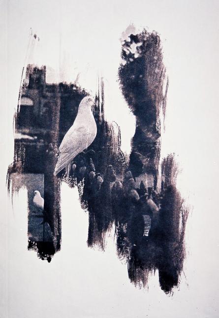 ''Pigeon'' - Kyriakos Thouki