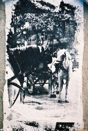 ''Horses'' - Kyriakos Thouki