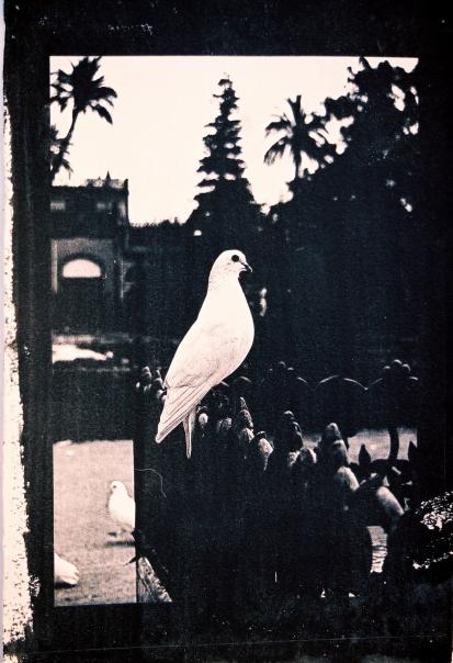 ''Pigeon'' - Kyriakos Thouki