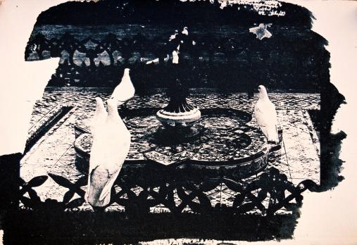 ''Pigeons in fountain'' - Kyriakos Thouki