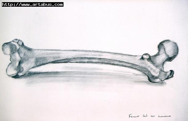 ''Human femur''. - Kyriakos Thouki - Cliquer pour afficher en grand