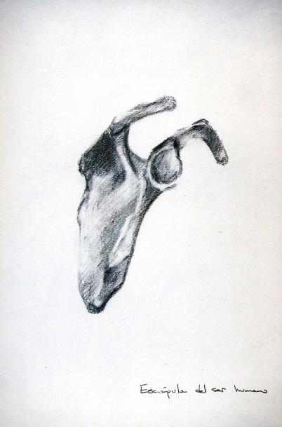 ''Human scapula'' - Kyriakos Thouki