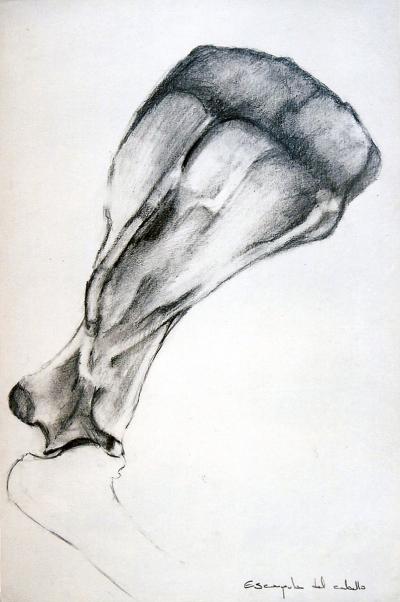 ''Horse's scapula'' - Kyriakos Thouki