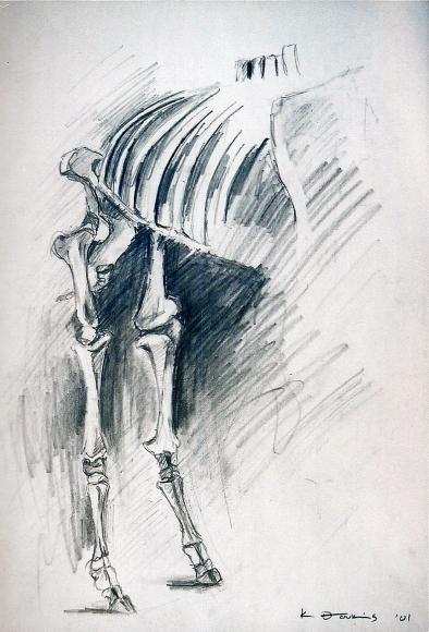 ''Animal's skeleton - Kyriakos Thouki
