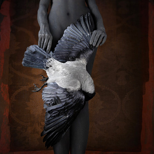 Raven - Bogdan Zwir