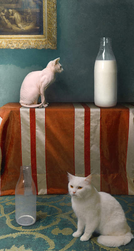 Cat dreams - Bogdan Zwir