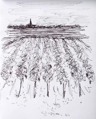 Medoc vineyard - William Fletcher