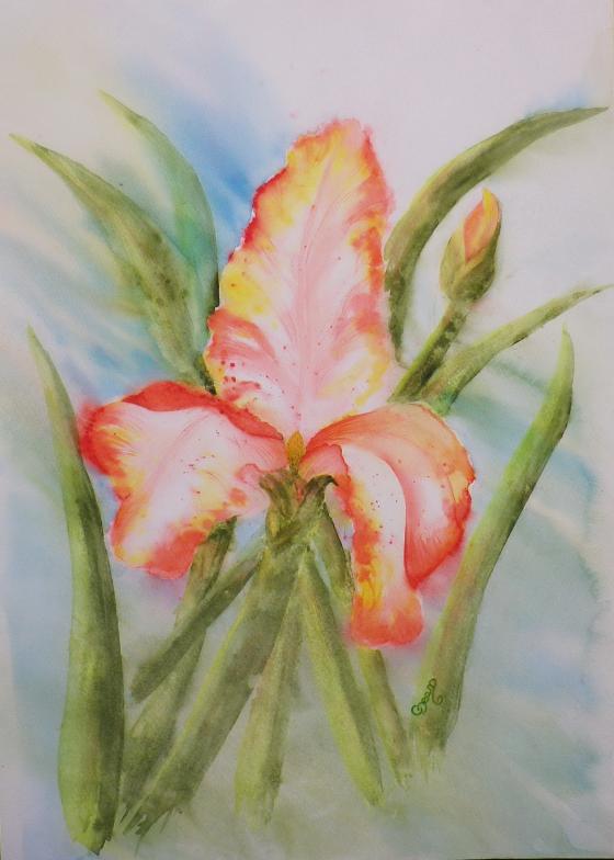 Iris Flamboyant - Claudine Jean