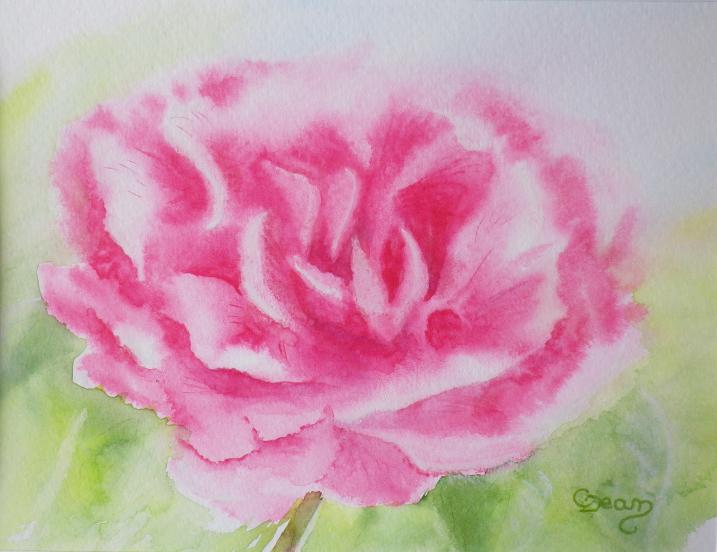 Pivoine rose - Claudine Jean - Cliquer pour afficher en grand