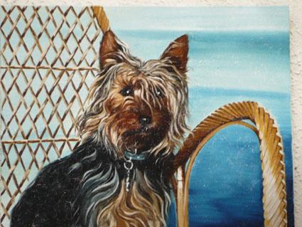Silky terrier - Marie Ange Alizard