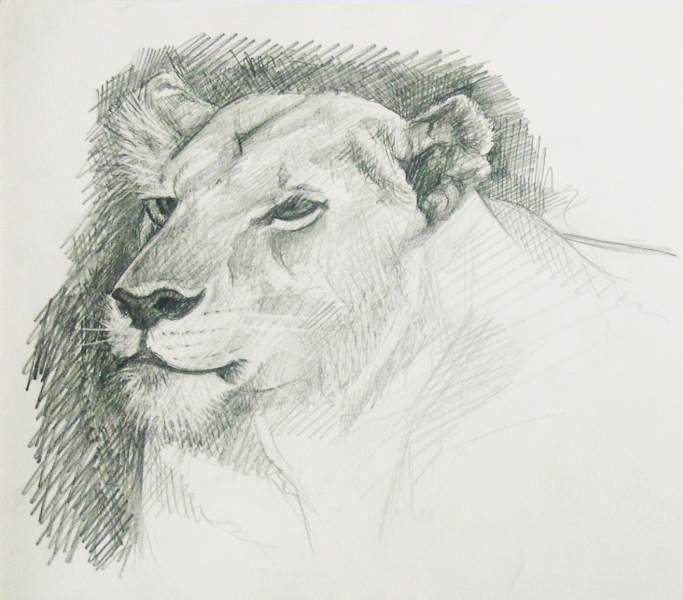 la lionne - Didier Frayard - Click to enlarge