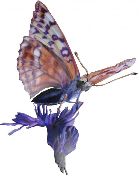 Papillon 1 - Corinne Dunand