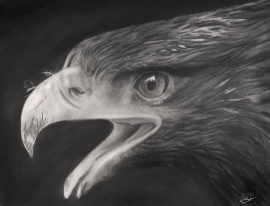 Aigle - Chris Pastel