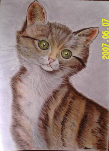 Chaton - Frelon Claire