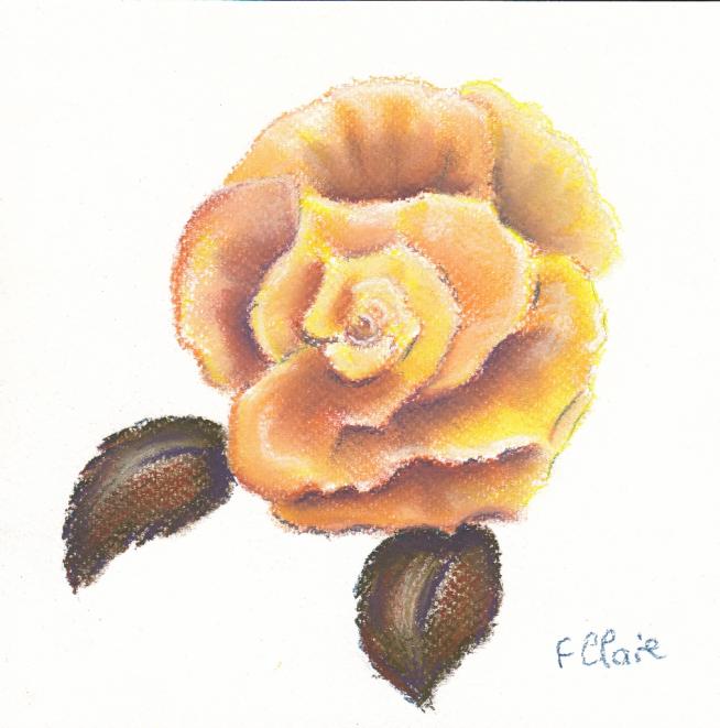 Rose Chateaubriand - Frelon Claire - Cliquer pour afficher en grand
