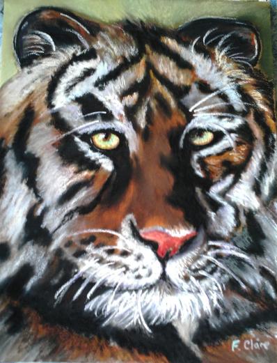 Tigre - Frelon Claire