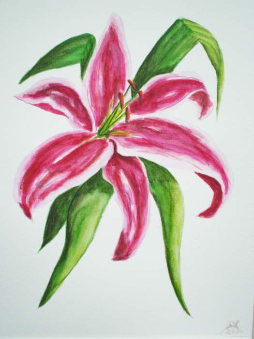 lilium oriental - Wabyanko