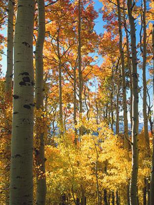 Aspen Grove I - Arnold & Pamela Gentilezza