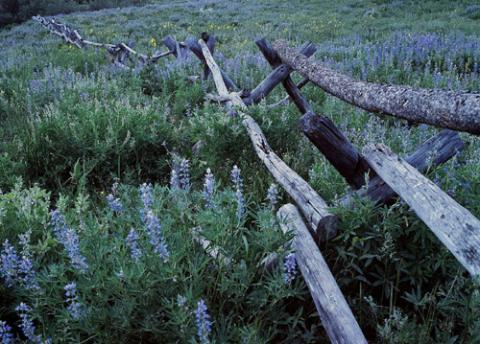 Fence & Flowers - Arnold & Pamela Gentilezza