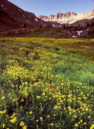 Mountain Flowers - Arnold & Pamela Gentilezza