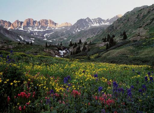 Wildflowers at Sunrise - Arnold & Pamela Gentilezza