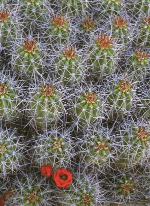 Hedgehog Cactus - Arnold & Pamela Gentilezza