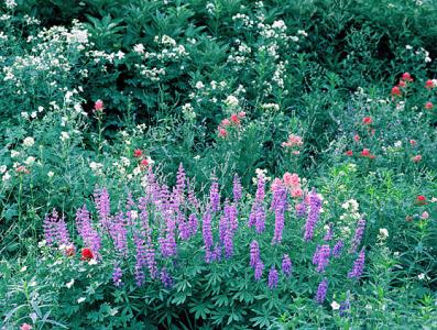 Summer Flowers I - Arnold & Pamela Gentilezza