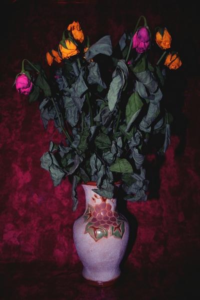 Roses séchées - Fabian Fenix