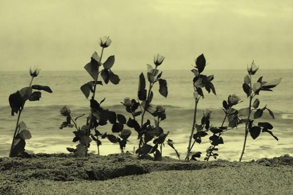 Roses sur la plage - Fabian Fenix - Click to enlarge