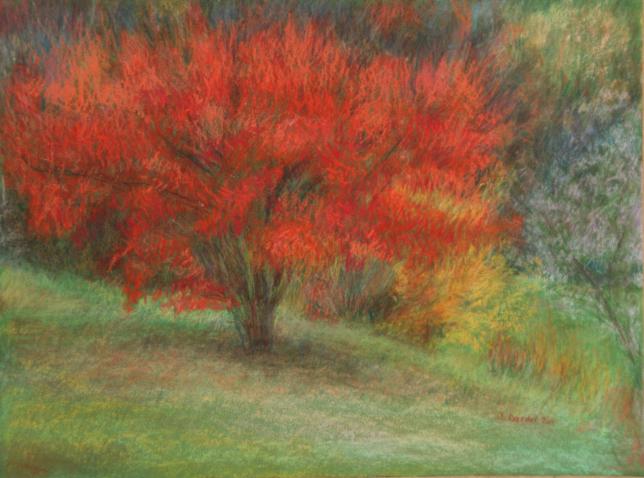 Automne à l'Arboretum d'Aubonne 01 - Jacqueline Dardel-Kormann - Cliquer pour afficher en grand