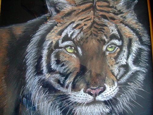 TIGRE - Raymond Hirgorom