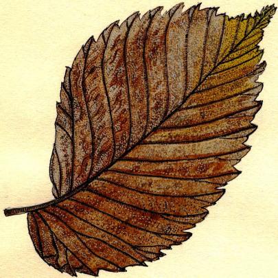 Autumn leaves I - David Manoukian
