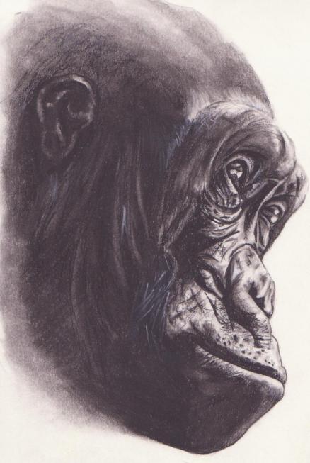 chimpanzé - Mélanie Paris