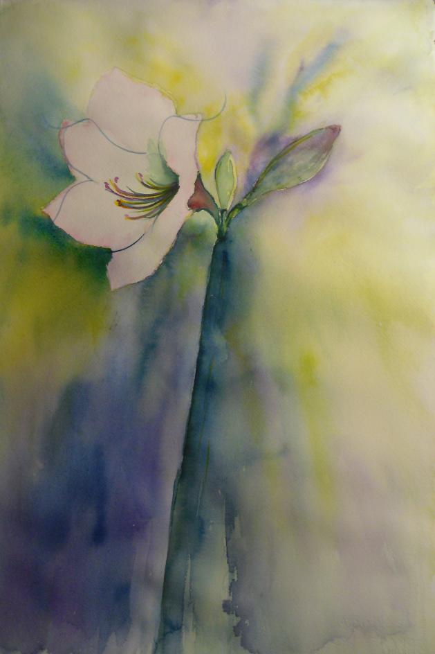Amaryllis - Elisabeth Tiel - Click to enlarge