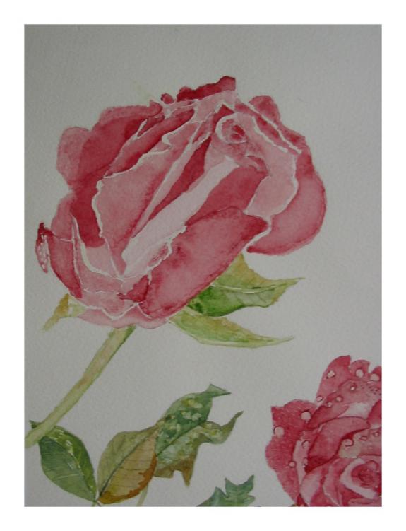 rose - Denise Geneviève Levi Valensi