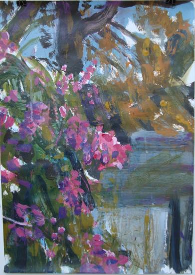 Bougainvilleas in our back garden - Lionel Murcott
