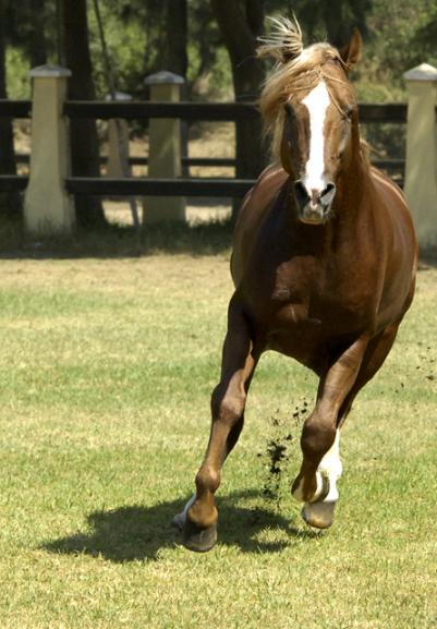 Cheval 6 - Nadir Djama