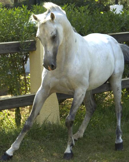 Cheval 7 - Nadir Djama