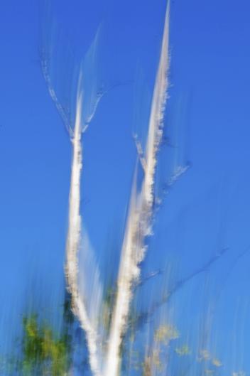Bouleau blanc - Norbert Leblanc