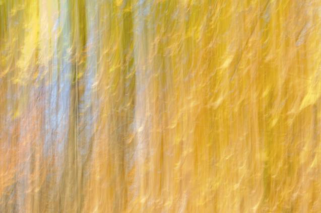 La forêt en or - Norbert Leblanc - Cliquer pour afficher en grand