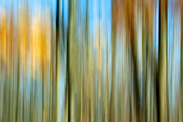 Forêt imaginaire - Norbert Leblanc - Cliquer pour afficher en grand